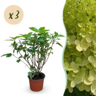 3 Piezas Hortensia de Panícula Verde Lima - Crema - Rosa Suave
