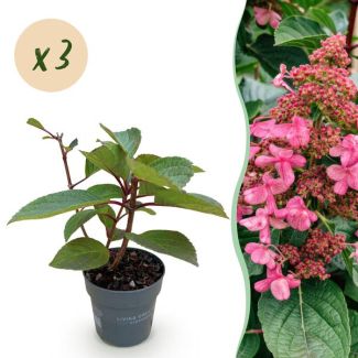 3 Piezas Hortensia de Panícula Blanca - Rosa Suave