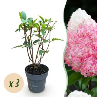 3 Piezas Hortensia Pluma Crema - Blanca - Rosa
