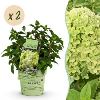 2 Piezas de Hortensia de Panícula Verde a Blanca