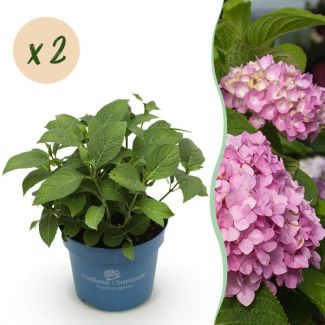 2 Piezas de Hortensia Rosa