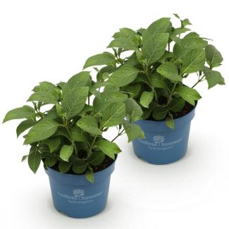 2 Piezas de Hortensia Rosa/Roja