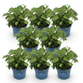 8 Piezas de Hortensia Azul