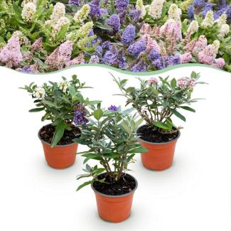 3 Piezas de arbusto de mariposas multicolor Rosa - Blanco - Lila