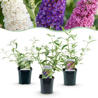 3 Piezas de Arbusto de Mariposas Multicolor Azul - Rosa - Blanco
