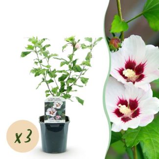 3 Piezas de Althea Blanca con Corazón Rosa