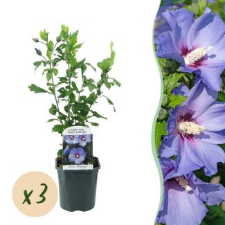 3 Piezas de Altheas Azules con corazón oscuro