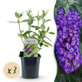 3 Piezas Arbusto de Mariposas Azul Profundo