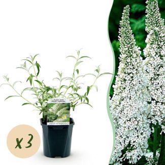 3 Piezas de Arbusto de Mariposas Blanco