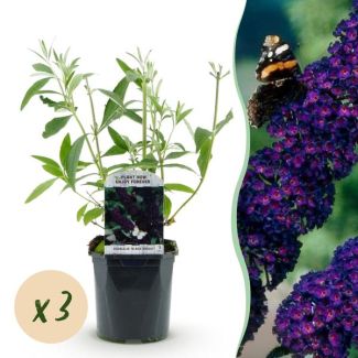 3 Piezas de Arbusto de Mariposas Púrpura