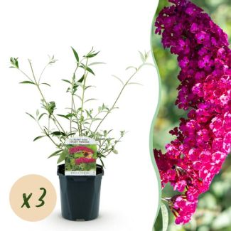 3 Piezas de Arbusto de Mariposas Rosa/Rojo
