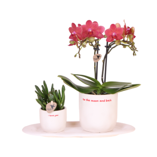 Orquídea mariposa Congo + Planta verde en maceta Love sobre bandeja estrecha