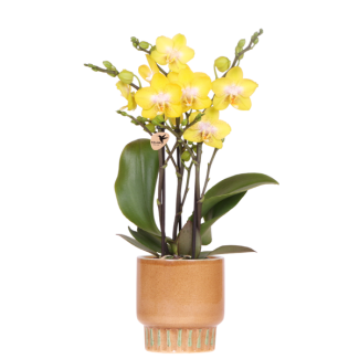 Orquídea mariposa Albenga en maceta decorativa de Bold Cognac