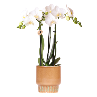 Orquídea mariposa Amabilis en maceta decorativa Bold Cognac