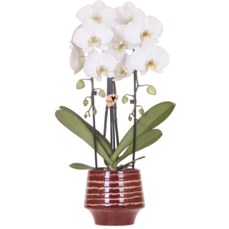 Orquídea mariposa Niagara Falls en maceta decorativa Moonstone Burgundy