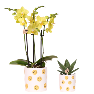 Set Smiley, orquídea mariposa Albenga + suculenta en maceta decorativa Smiley
