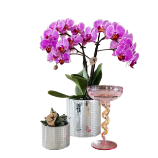 Orquídea mariposa Viena en maceta decorativa Disco
