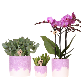 Set Bloom Purple; Orquídea mariposa Viena + Planta verde en maceta decorativa Bloom Purple