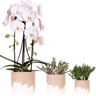Set Bloom Sand; Orquídea mariposa Niagara Falls + Planta verde en maceta decorativa Bloom Sand.