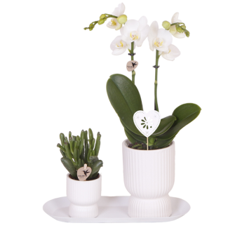 Set Diabolo blanca; Orquídea mariposa Amabilis + Planta verde en maceta decorativa Diabolo blanca sobre bandeja