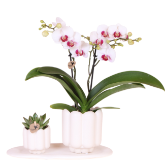 Set Retro White; Orquídea mariposa Gibraltar + Planta verde en maceta decorativa Retro White sobre bandeja