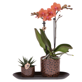 Set Leopardo; Orquídea mariposa Bolzano + Planta verde en maceta decorativa de leopardo sobre bandeja