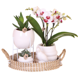 Set Grande Blanca; Orquídea Mariposa Gibraltar + Plantas Verdes en Maceta Decorativa sobre Bandeja
