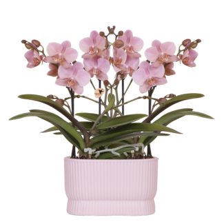 2 Orquídeas Mariposa Treviso en Maceta Decorativa Diabolo Twin Rosa