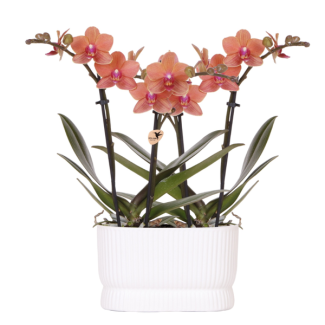 2 Orquídea Mariposa Bolzano en Maceta Decorativa Diabolo Twin Blanca