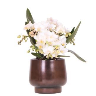 Orquídea mariposa Nazaré en maceta de cobre escandinava