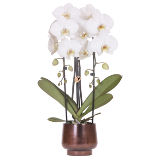 Orquídea mariposa Niagara Falls en maceta de cobre Scandic
