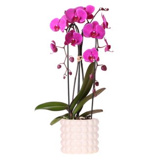 Orquídea mariposa Freeride Niagara Falls en maceta decorativa Poppy White