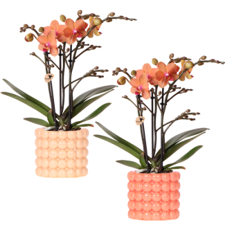 2 piezas de orquídea mariposa Bolzano en maceta decorativa Poppy (tonos naranjas)