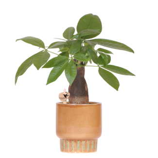 Árbol del dinero en maceta Bold