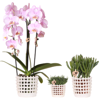Orquídea mariposa rosa Niagara Falls + Planta verde en maceta decorativa blanca de malla