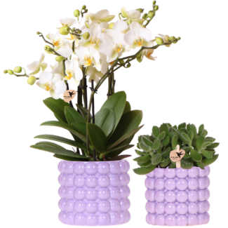 Orquídea mariposa orquídea Lausana + Planta verde en maceta decorativa Poppy púrpura