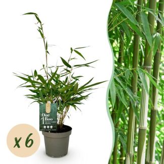 6 unidades Bambú Fargesia robusta 'Pingwu' (no invasivo)