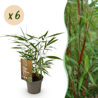 6 plantas de bambú 'Asian Wonder' (no invasivo)