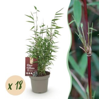 18 unidades de bambú 'Red Dragon' (no invasivo)