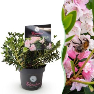 Rododendro enano rosa claro