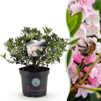 Rododendro enano rosa claro