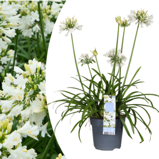 Lirio africano color blanco