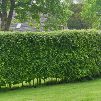 50 unidades Carpino (Carpinus betulus)