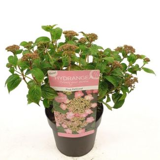 Hortensia plumosa rosa