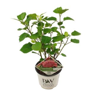 Hortensia Rosa