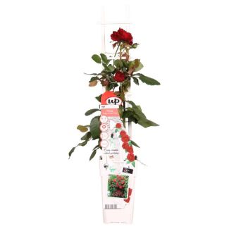 Rosa Rojo Intenso