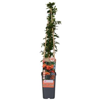 Espino de fuego Naranja