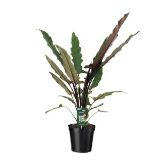 Oreja de elefante, Planta verde exótica, Hoja única, Alocasia Lauterbachiana - Ø19cm - ↕80cm