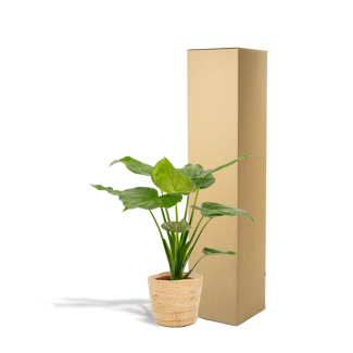 Alocasia Cucullata - Ø 19 cm - ↕ 65 cm + Cesta Selin