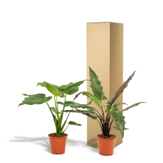 Set de 2 Alocasias